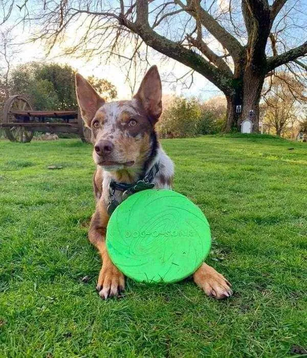 Dog-O-Soar Frisbee