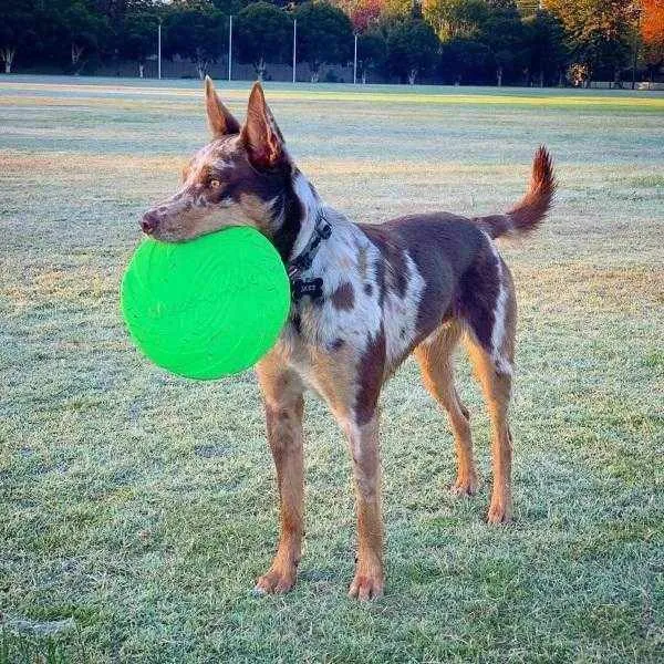 Dog-O-Soar Frisbee