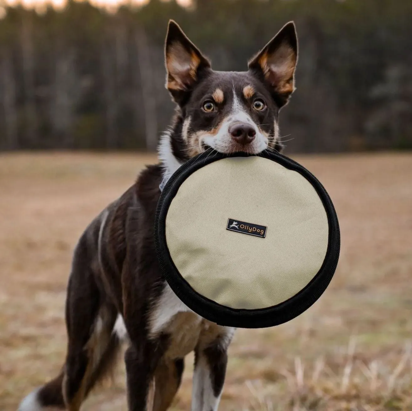 Flyer Disc | Frisbee Toy