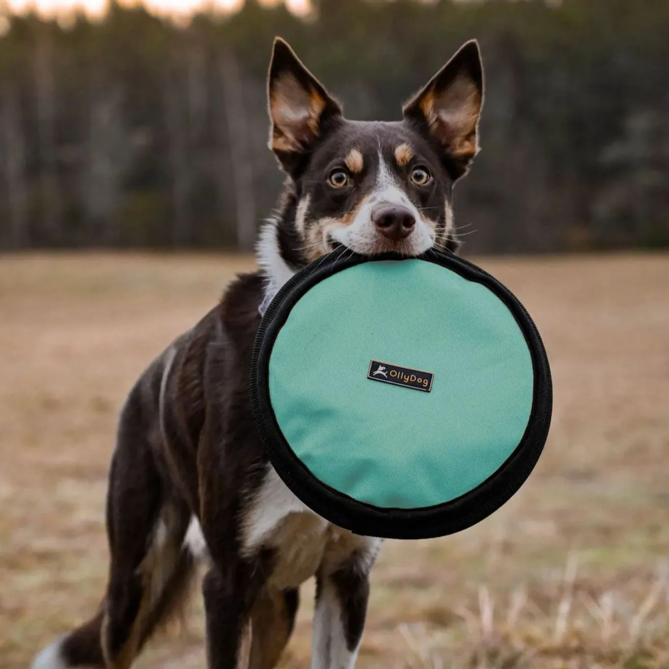 Flyer Disc | Frisbee Toy