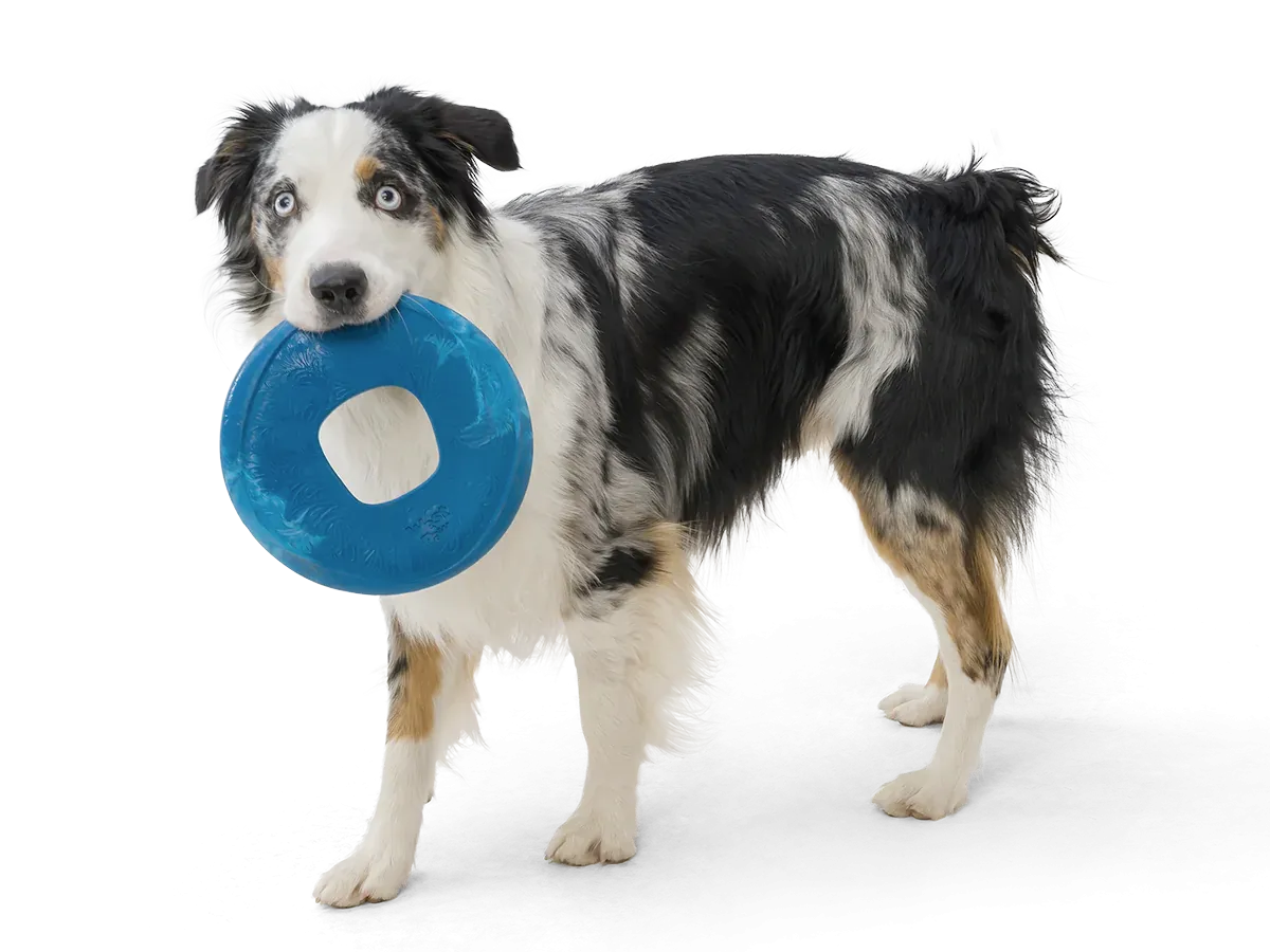 Frisbee dog toy, Seaflex Sailz