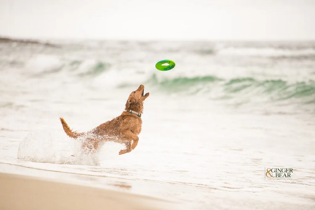 Frisbee dog toy, Seaflex Sailz