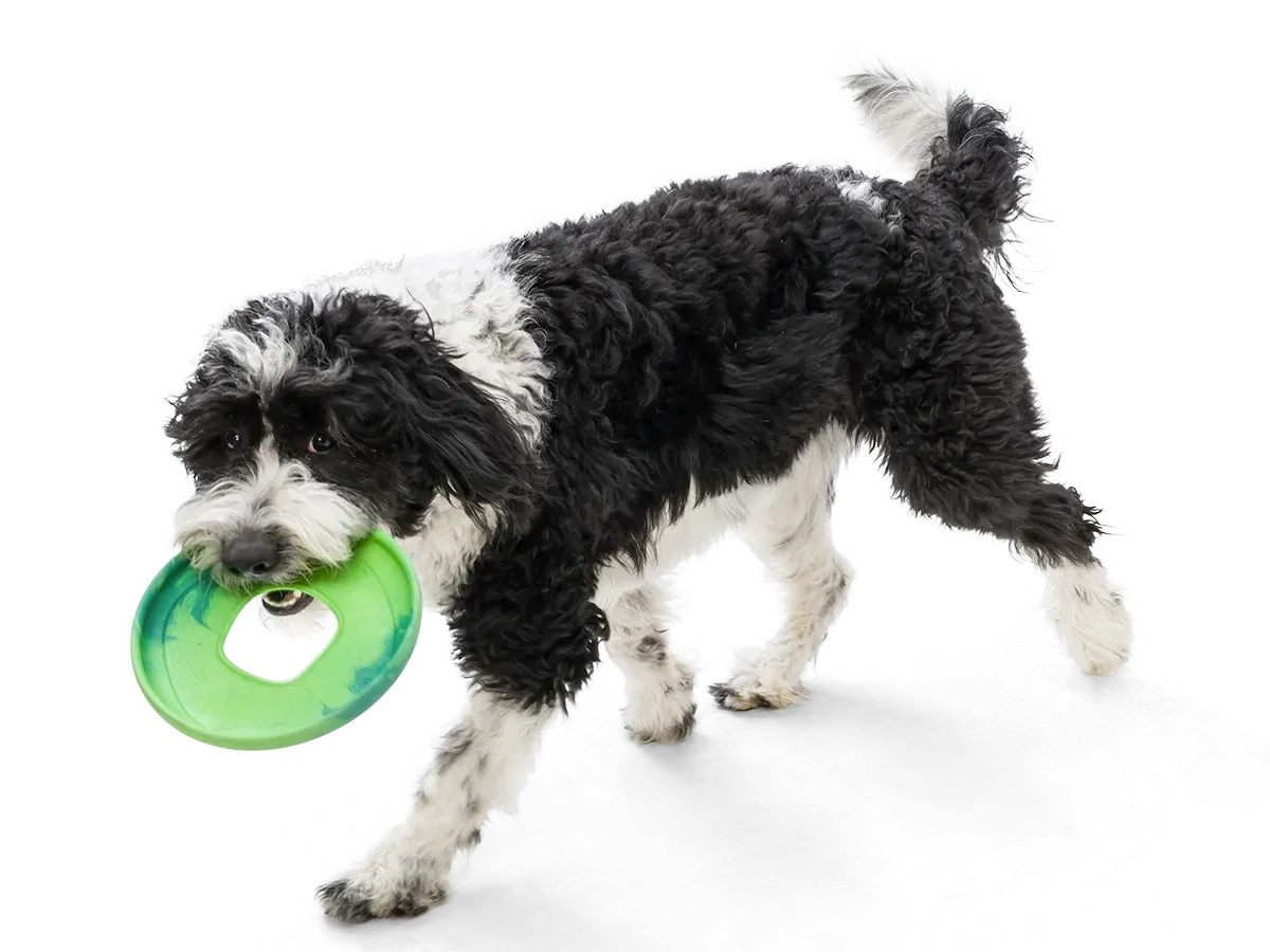 Frisbee dog toy, Seaflex Sailz