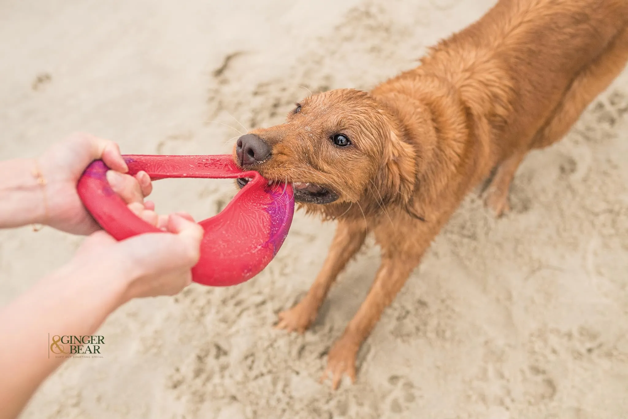 Frisbee dog toy, Seaflex Sailz