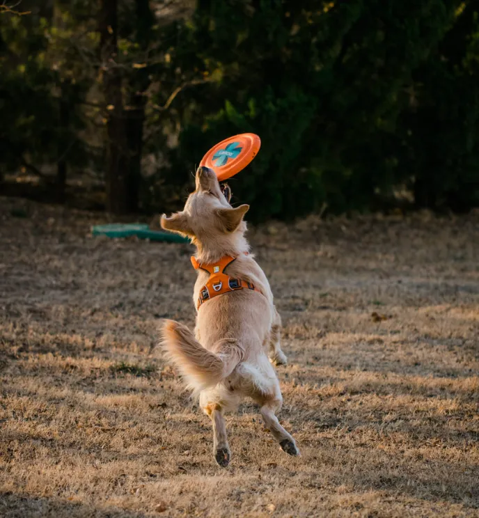 LaRoo Sonic Disc Frisbee (Orange)