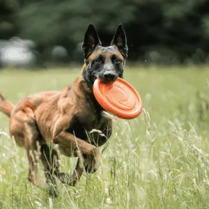 Sprenger Flying Disc