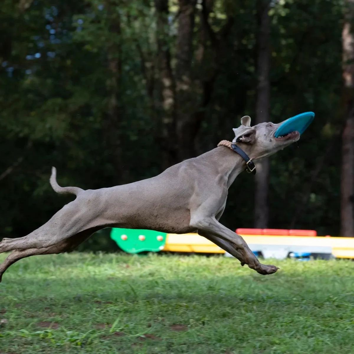 Waboba Jetwag Dog Disc Frisbee Toy