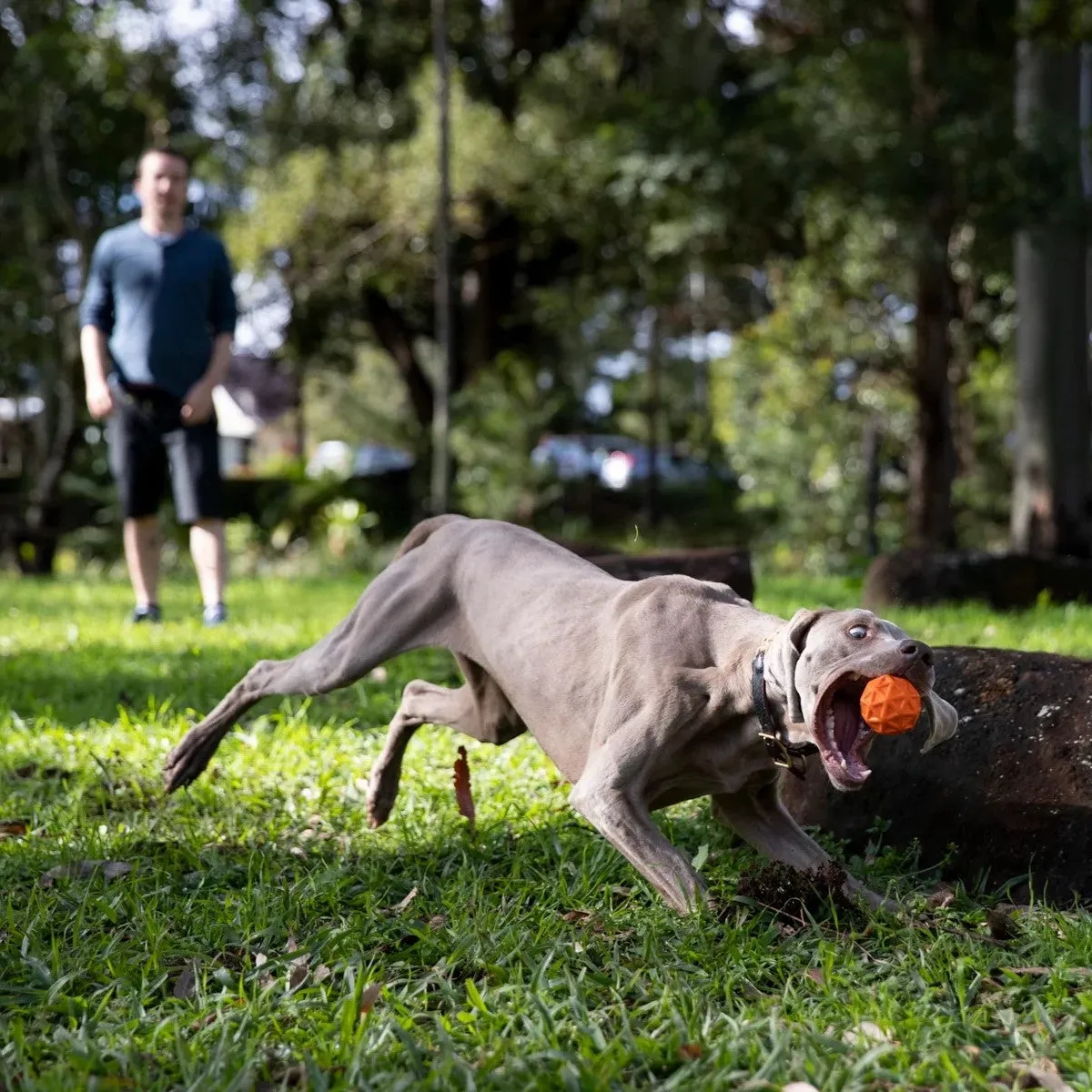 Waboba Tailwind Dog Ball Toy