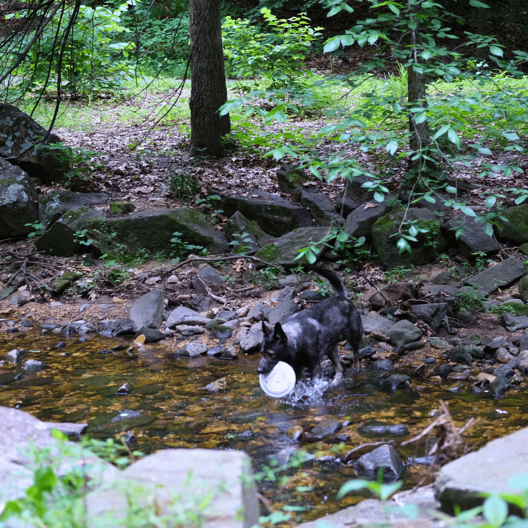 Will Fetch for Chicken Chips Dog Frisbee