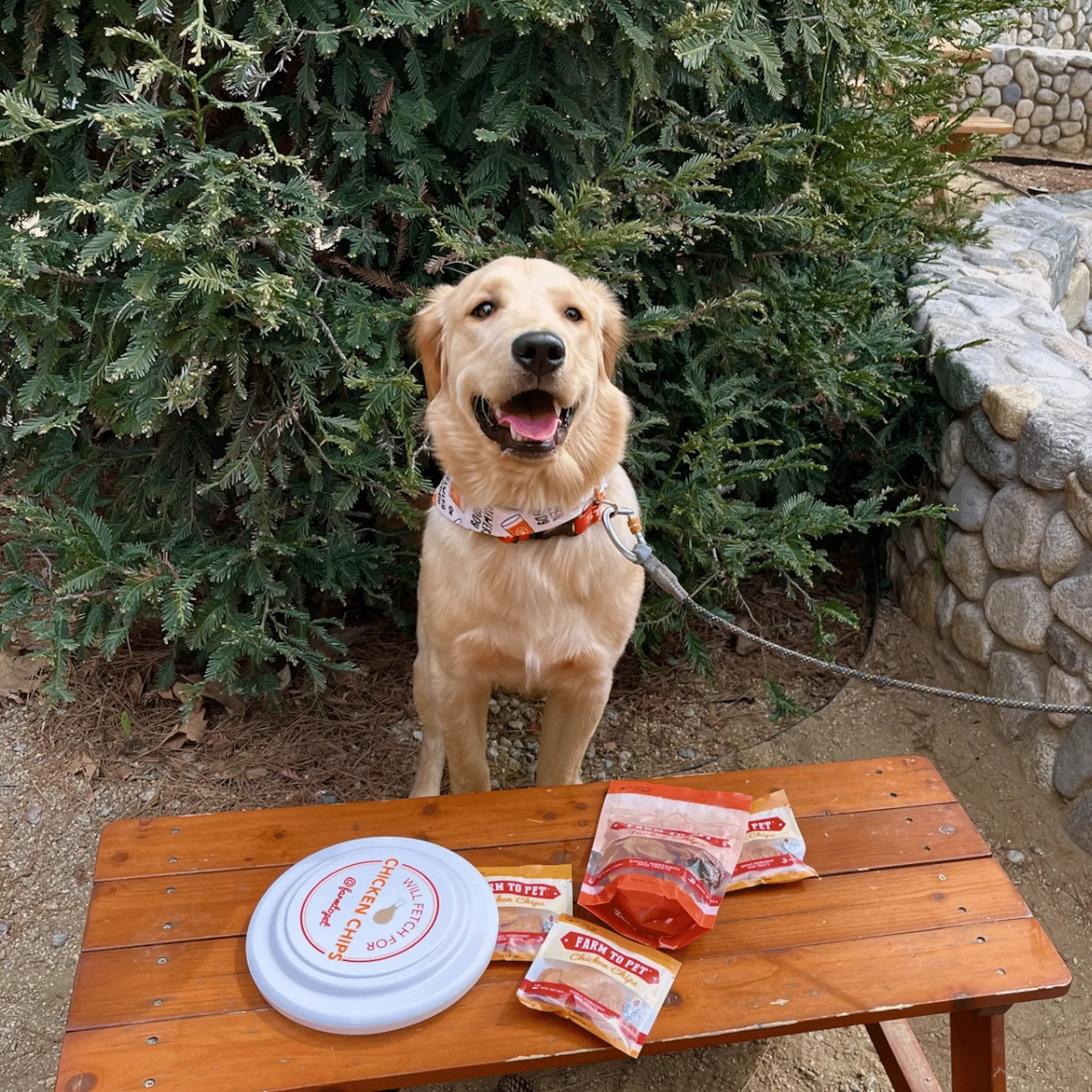 Will Fetch for Chicken Chips Dog Frisbee