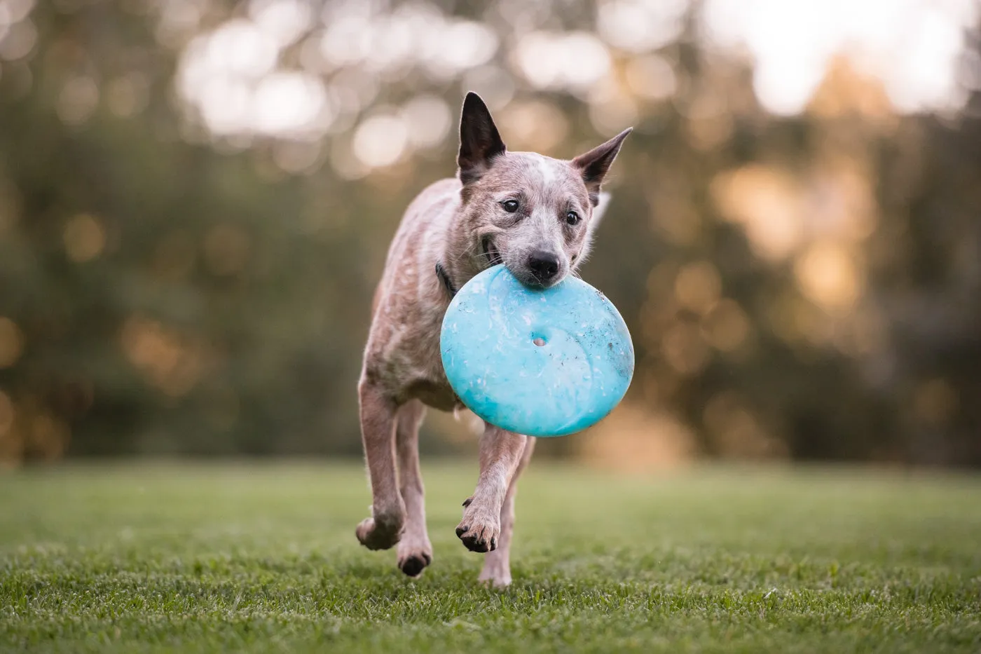 ZoomieRex InfiniDisc